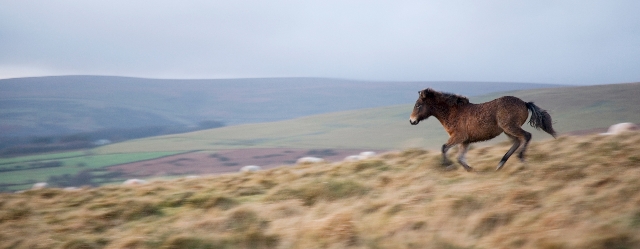 A Dartmoor pony on Harford Moor