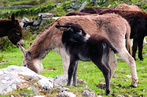 Black head donkeys