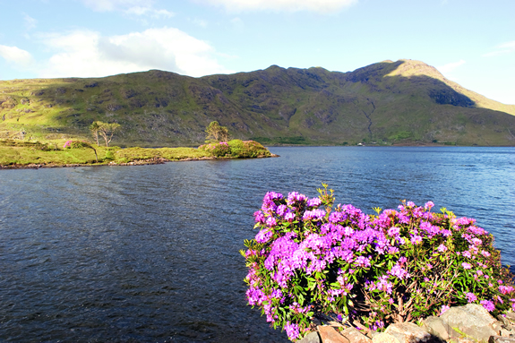 Lough Fee