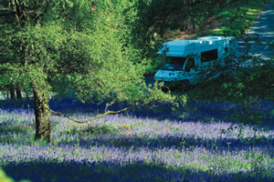 Early summer in Trossachs National Park