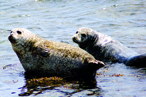 Seals